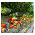 Greenhouse hydroponique en serre à fraises multipan